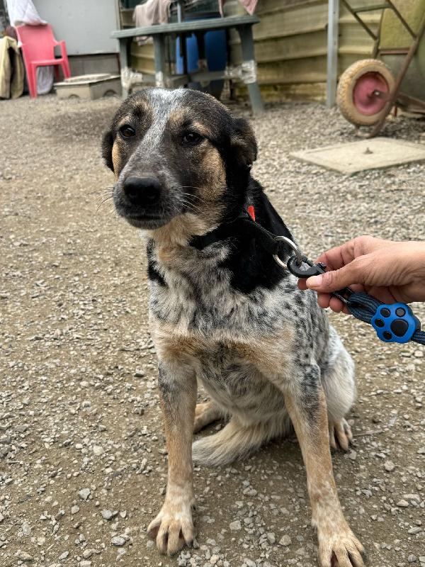 Divy_una splendida meticcia Foto 2